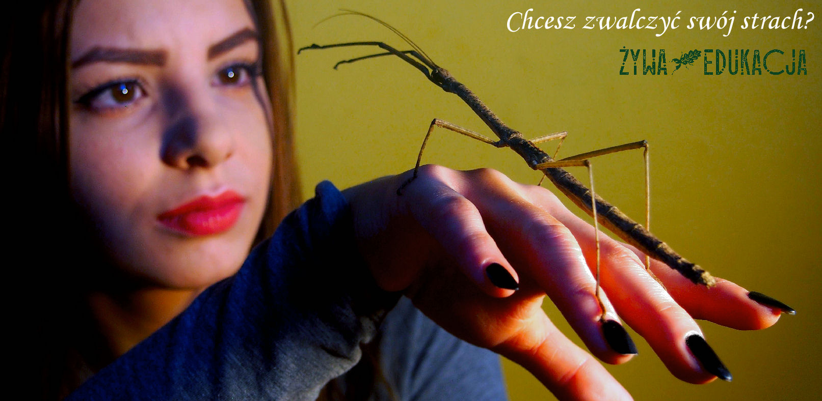 Boisz się owadów, pająków, węży? Chcesz to pokonać? Chcesz pokonać to ze swym dzieckiem? Żona boi się? Spotkajmy się i powalczmy z tym!