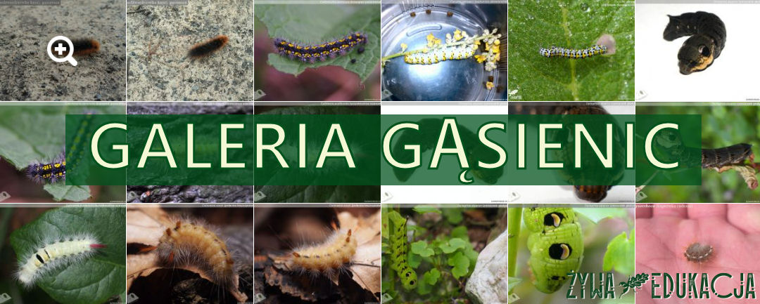 galeria gąsienic - baner (gallery of butterfly caterpillars)