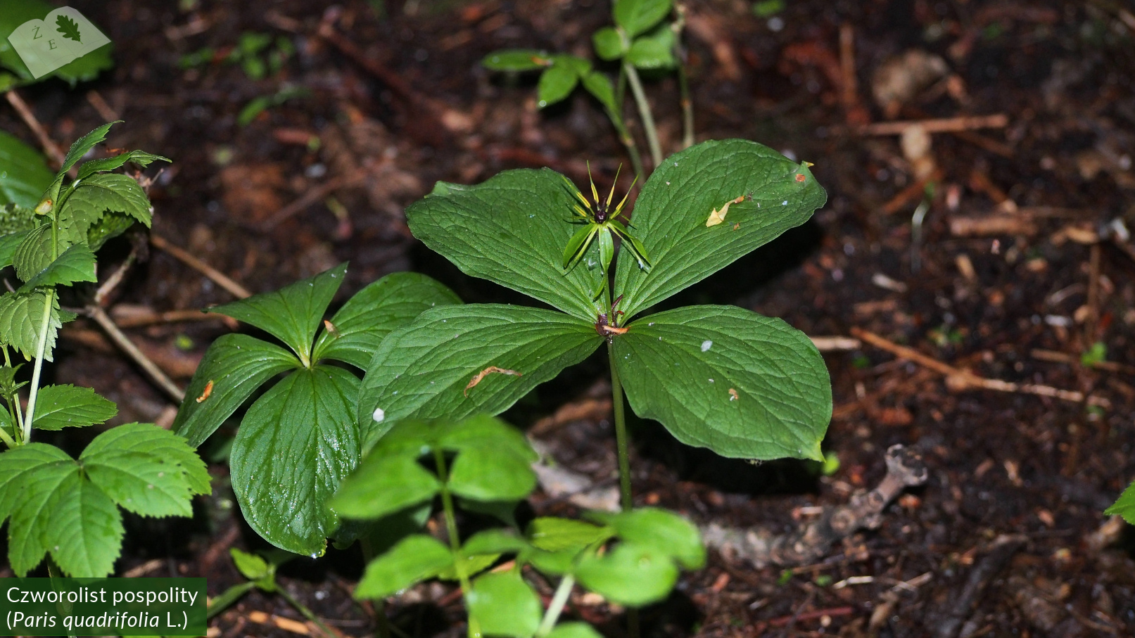 zpk zrod ges 020520 czworolist 01