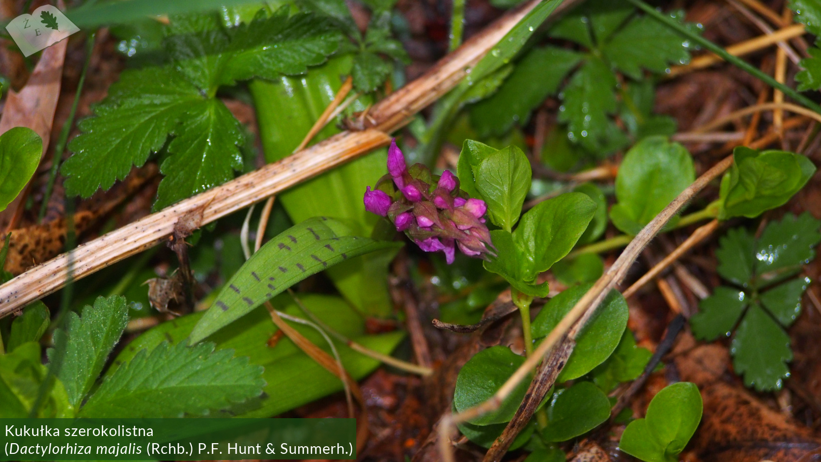 zpk zrod ges 020520 kukulka 02