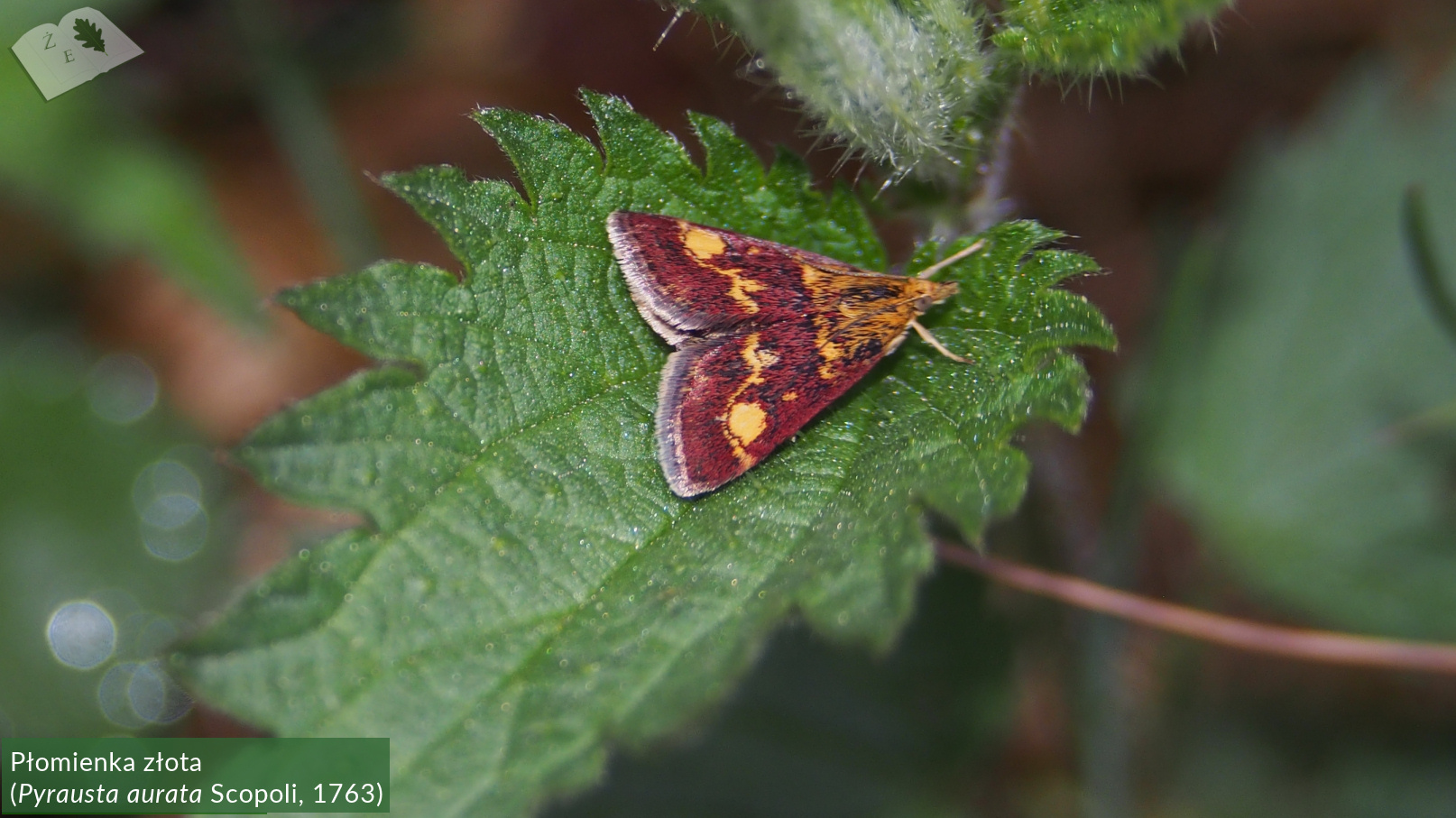 zpk zrod ges 020520 pyrausta 01