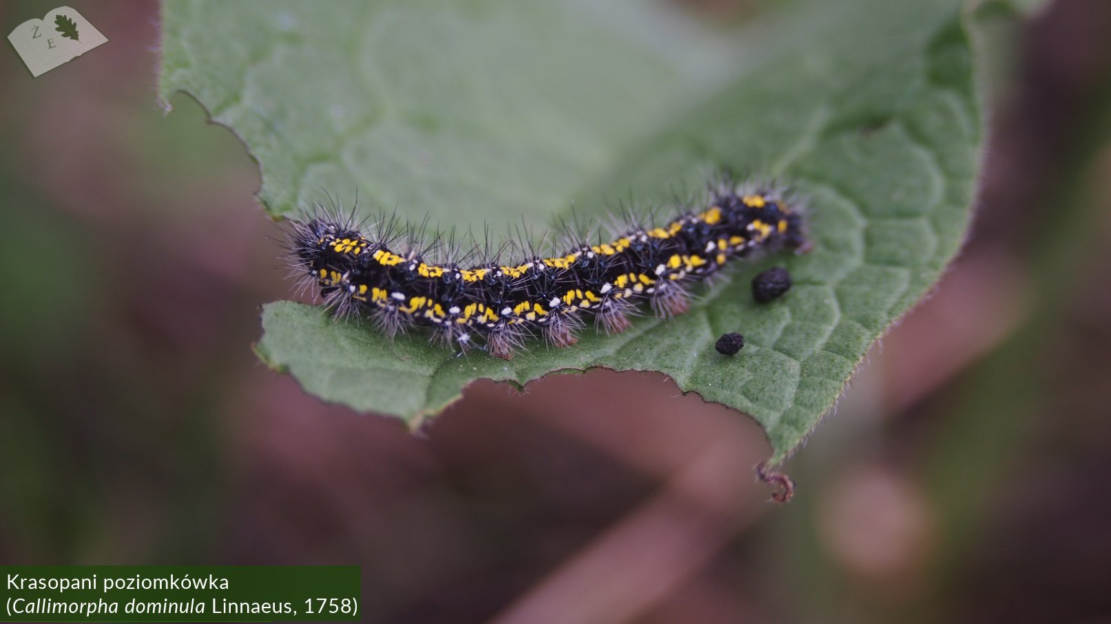 zpk zrod ges 030520 calli dominula01