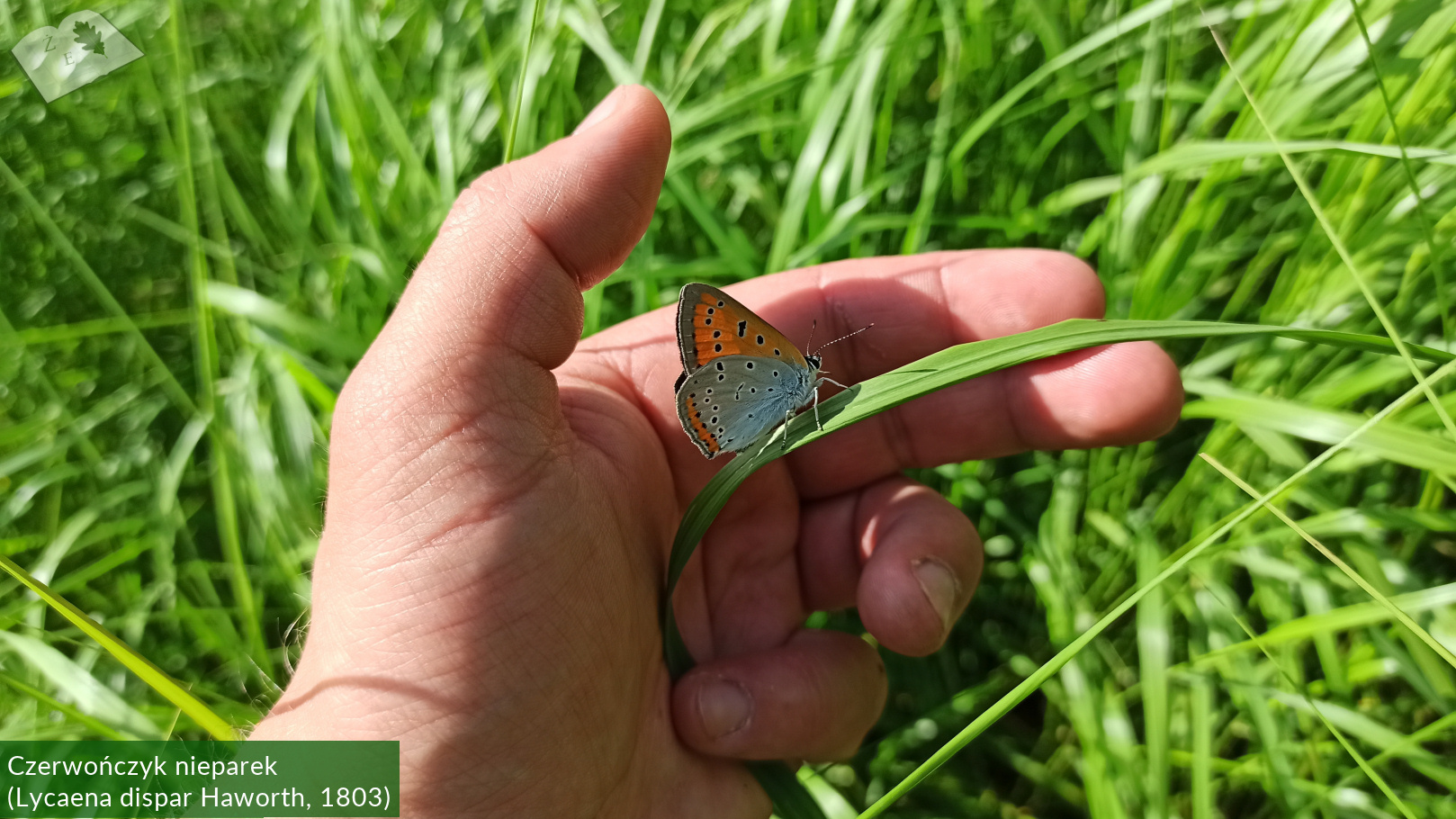 zpk zrod ges 140620 lyc dispar01