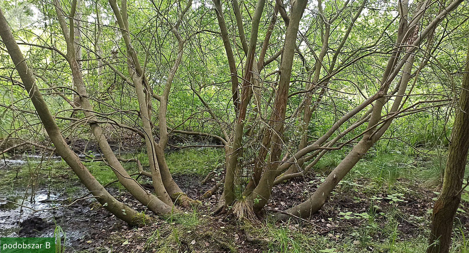 zpk zrod ges 140620 podob b 02