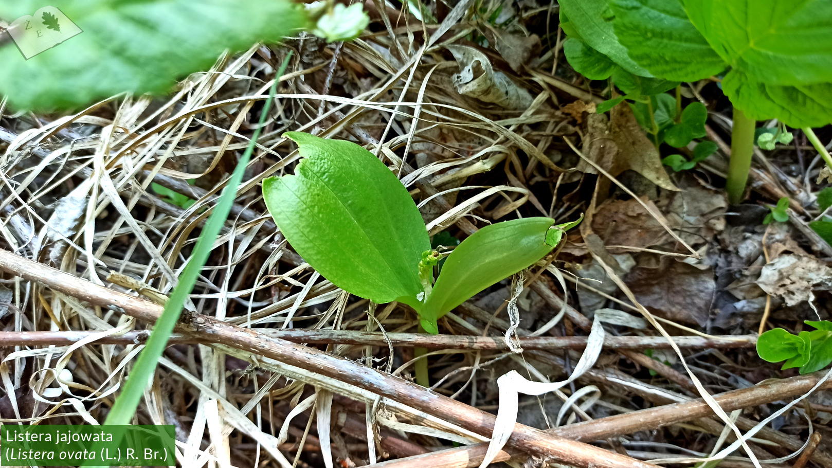 zpk zrod ges 150520 listera 02