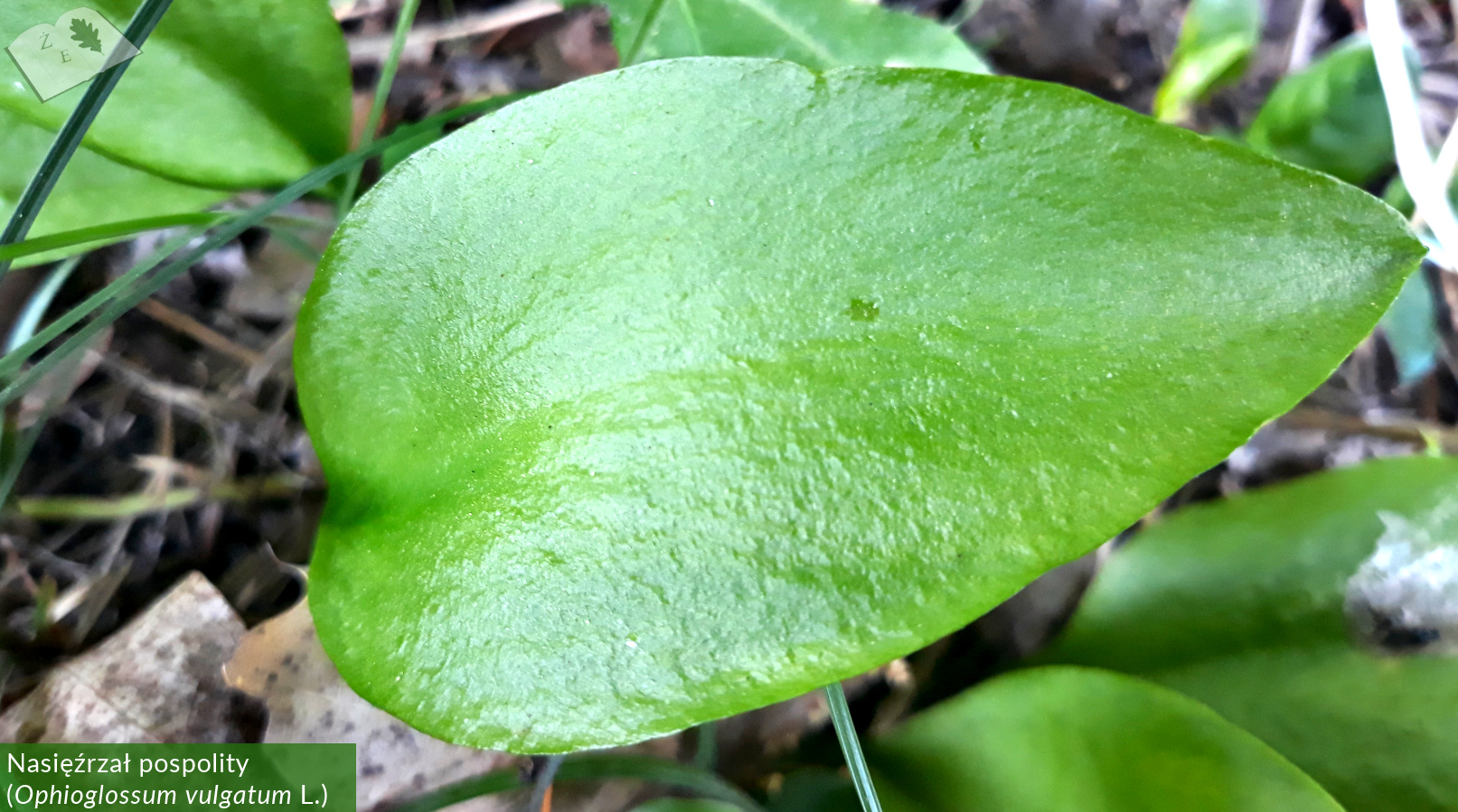 zpk zrod ges 150520 nasiezrzal 01