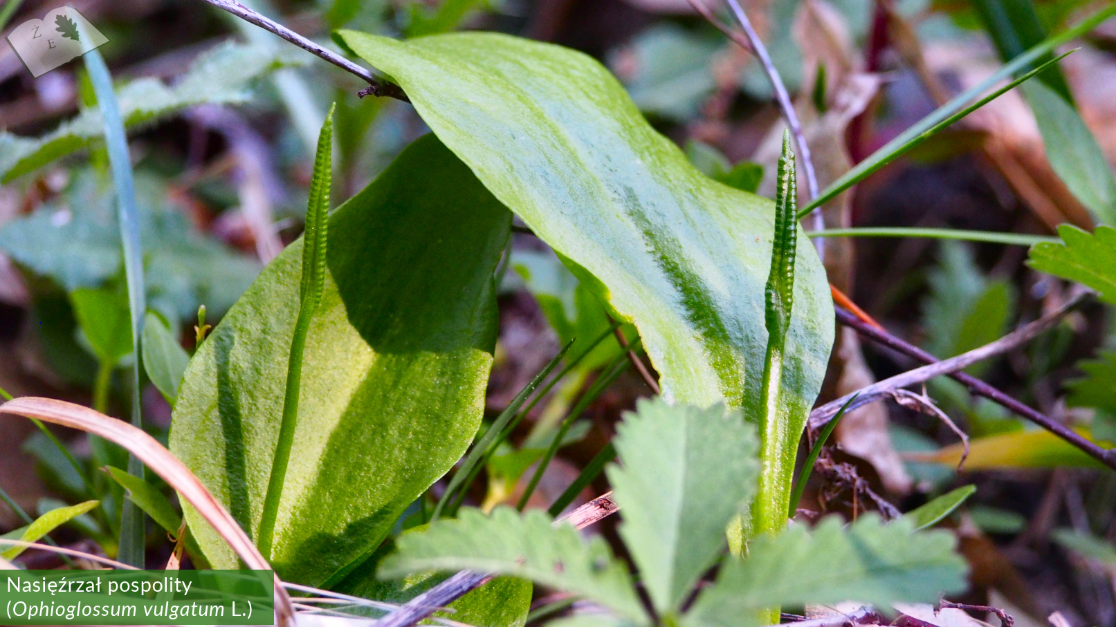 zpk zrod ges 150520 nasiezrzal 02