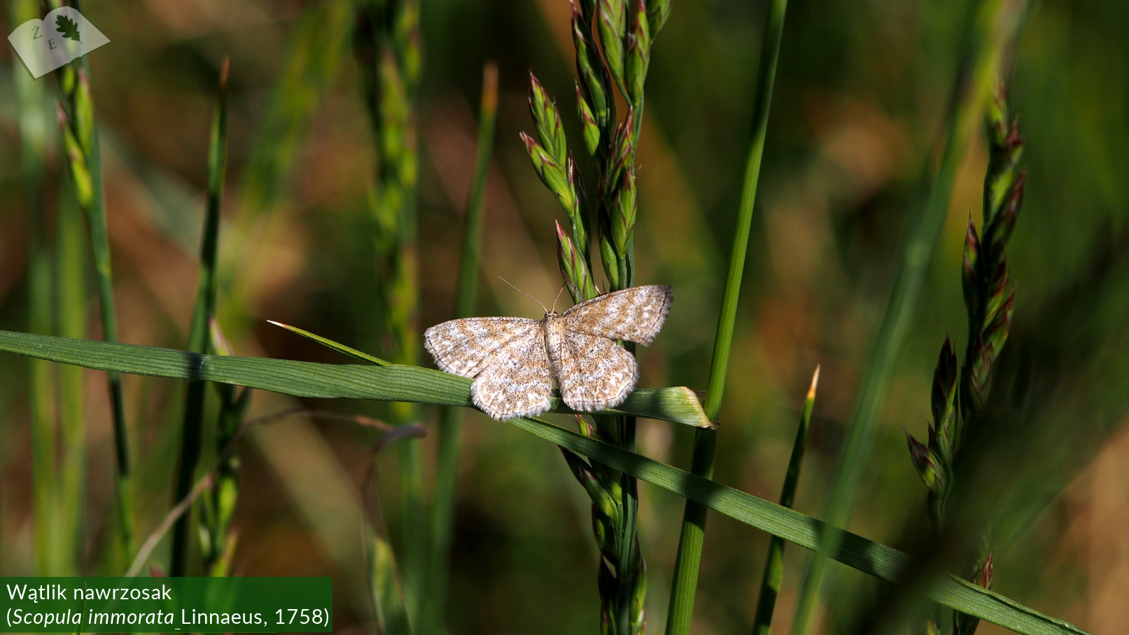 zpk zrod ges 150520 scopula immorata