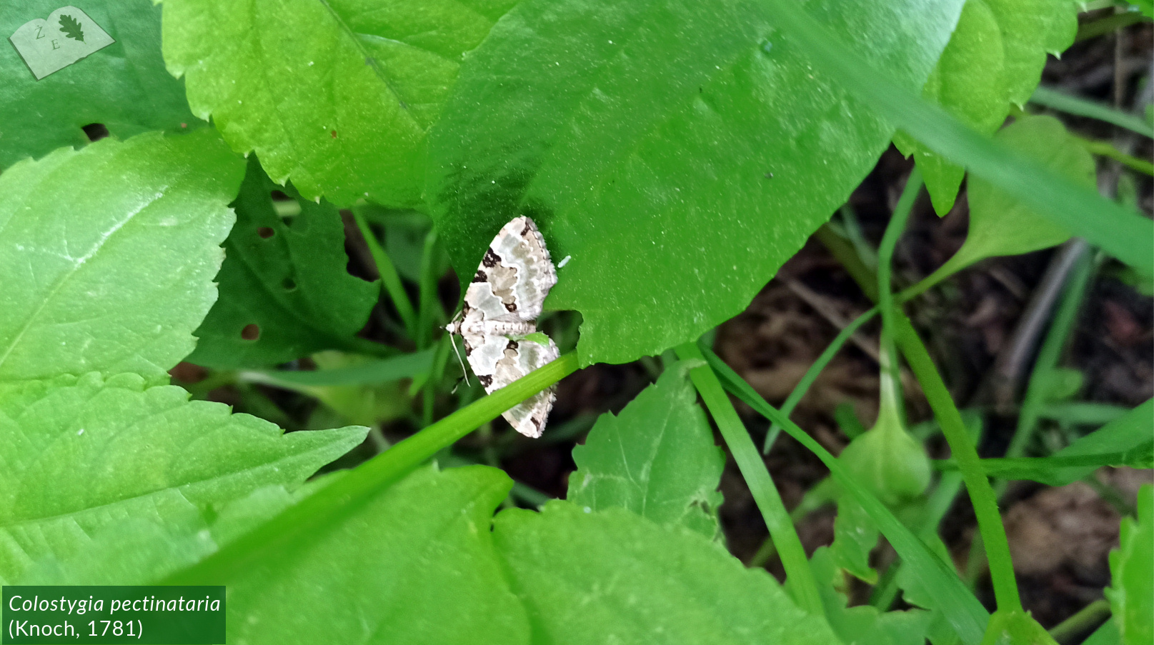 zpk zrod ges 290520 colostygnia pectina